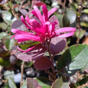 CAROLINA MIDNIGHT Lorapetalum Dark Purple Foliage Live Plant Pink Flowers