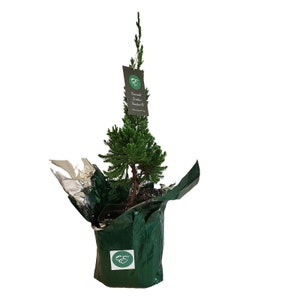 Green Robusta Juniper Tree Cold Hardy Unique Spiral Growth Habit 1 Live Starter Size Plant Quart Pot Emerald R image 2