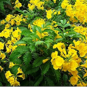 May include: A vibrant display of yellow flowers with trumpet-like shapes, set against a backdrop of lush green foliage. The image showcases a dense cluster of blossoms, creating a bright and cheerful scene. The leaves are a deep green.