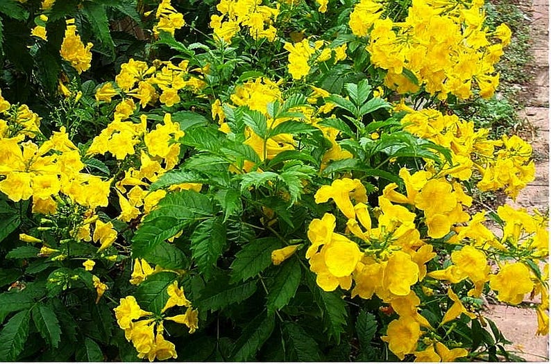 May include: A vibrant display of yellow flowers with trumpet-like shapes, set against a backdrop of lush green foliage. The image showcases a dense cluster of blossoms, creating a bright and cheerful scene. The leaves are a deep green.