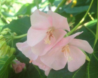 DOMBEYA PINK CLOUD Cape Wedding Flower Tropical Hydrangea Plant Shrub Starter Size