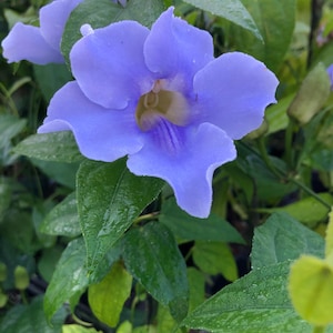 BLUE SKY Tropical Flowering Vine Live Plant Thunbergia grandiflora Lavender Blue Flowers Starter Size