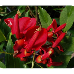 RED JADE Dwarf Tropical Red Orange Flowering Live Brazilian Fast Growing Arbor Vine Butterfly Plant Starter