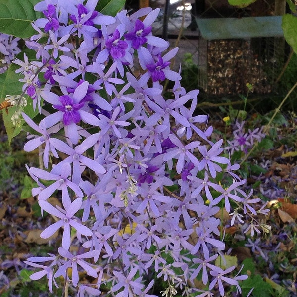 Petrea PURPLE Queens Wreath Sandpaper Bluebird Vine Tropical Florida Wisteria Flowering Live Plant