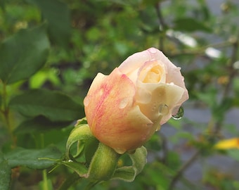 Japanese Rose. Nachuru Rose. 英伦节拍. 清茶 Fragrance