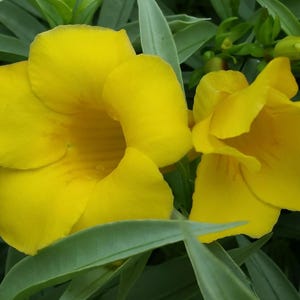 Silver Jenny Dwarf Allamanda Bush Live Plant Unusual Leaf Yellow Bell Flower Starter Size