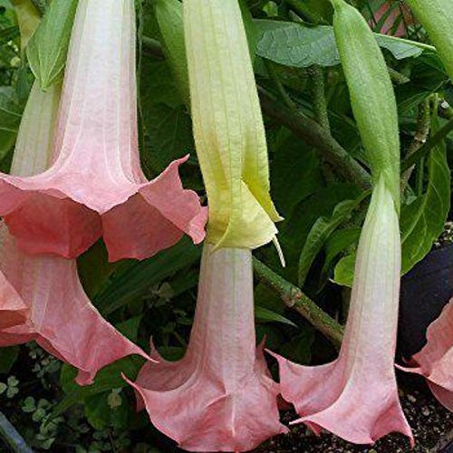 Brugmansia PIROSCHKA Dwarf Angels Trumpet Live Tropical Plant Fragrant Peach Pink Single Bloom Starter Size