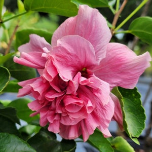 MARGURITE Tropical Hibiscus Live Plant Rare Old Heirloom Hybrid Purple Mauve Pink Double Flowe