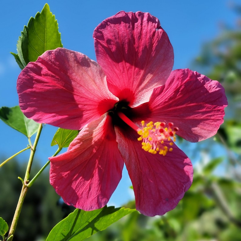 Versicolor Pinwheel Tropical Landscape Hibiscus Live Plant Heirloom Single Pink White Starter Sz 4 image 1
