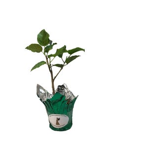 Hibiscus FAIRY MUSIC Exotic Fancy Tropical Plant Single Pale Yellow Lavender Flower afbeelding 4