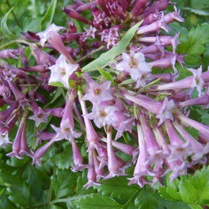 Jasmine PURPLE CESTRUM Day Blooming Live Tropical Flowering Plant Shrub Fragrant Lavender Mauve Bloom