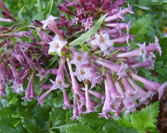 Jasmine PURPLE CESTRUM Day Blooming Live Tropical Flowering Plant Shrub Fragrant Lavender Mauve Bloom