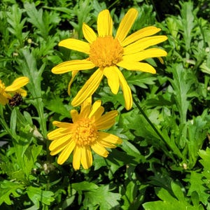 AFRICAN BUSH DAISY Live Plant Flowering Perennial Prolific Summer Bloom Bright Yellow Flower