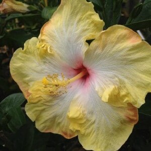 EVANGELINE or Evangaline Tropical Exotic Fancy Hibiscus Live Plant Yellow White Pink Ruffled Single Flower