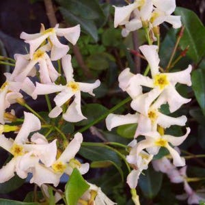 Jasmine Pink Showers Southern Vine Live Plant Flowers Spring to Fall - 6-10" Long - 4" Pot