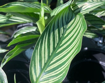 CALATHEA VITTATA Prayer Plant Bright White Pinstripe Oblong Leaf Tropical Live Indoor Outdoor Shade