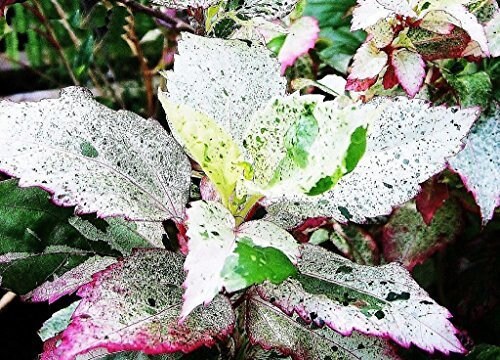 QUEEN AUSSIE Tropical Hibiscus Live Plant Variegated Green White Pink…