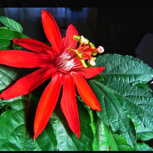 Crimson Red Grape Leaf Vitifolia Passion Flower Vine Live Plant -10-12 Inches Long - 4 Inch Pot