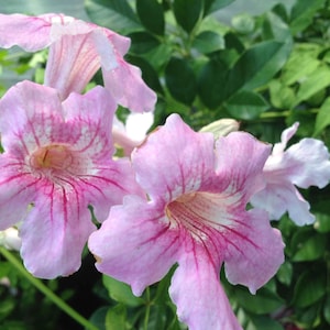 QUEEN of SHEBA Podranea Vine Live Tropical Plant Big Growing Sprawling Scrambler Fragrant Pink Trumpet Flower