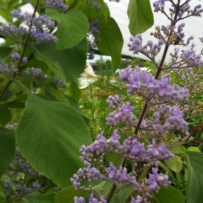 Cornutia Grandiflora Tropical Jamaican Lilac Live Plant Bush Showy Purple Lavender Bloom Fragrant Leaves 4 Inch Starter Size Pot imagen 3