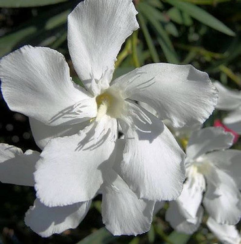 OLEANDER WHITE Semi-Tropical Live Plant Salt Tolerant Flowering Shrub Starter Size 4 Inch Pot Emerald TM