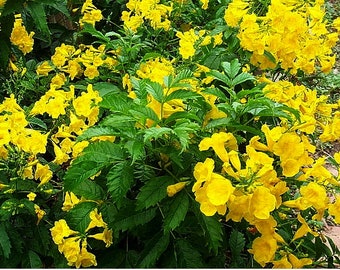 ESPERANZA Gold Star Texas Superstar Yellow Bells Flower Attracts Butterfly Hummingbird