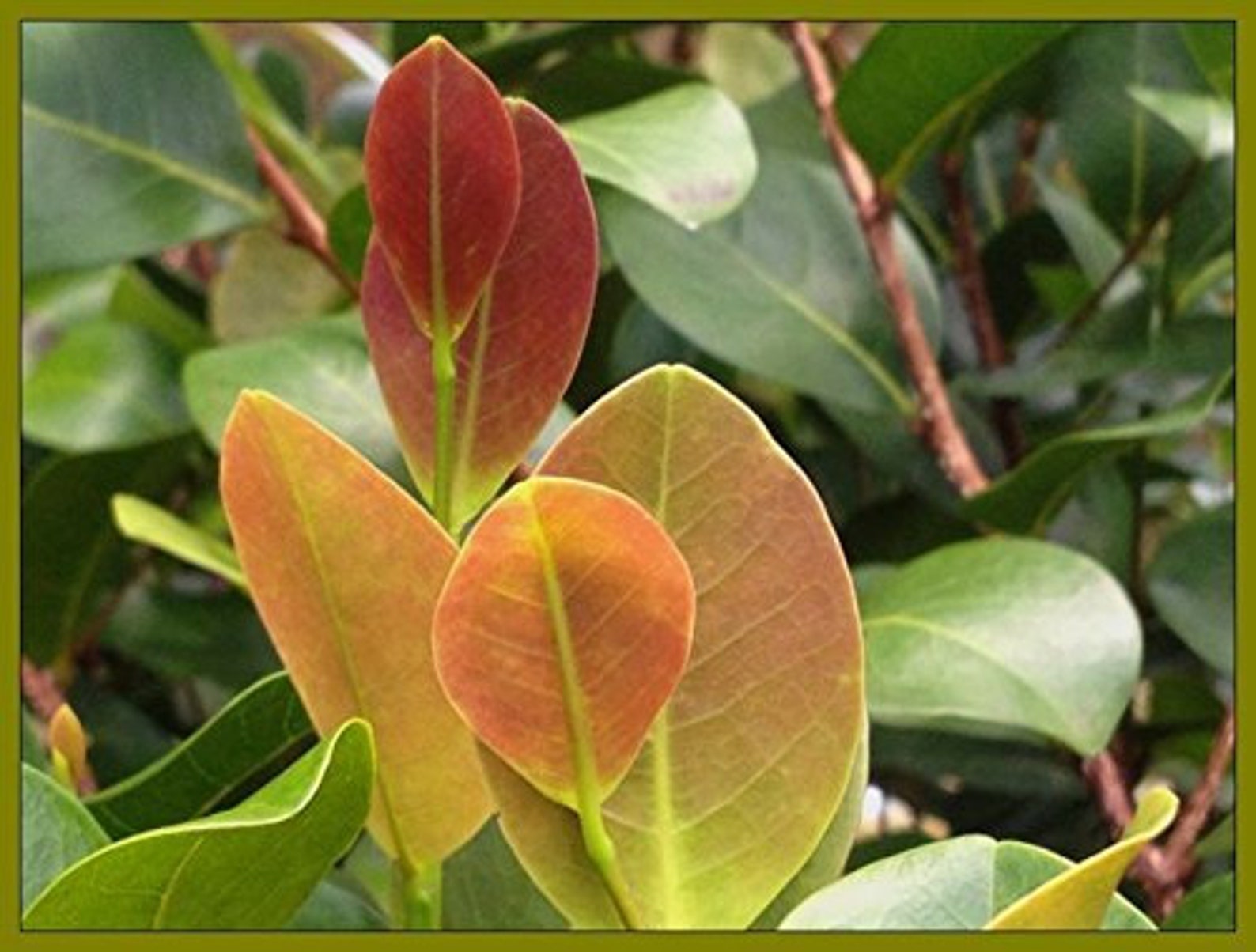 COCOPLUM Red Tip Salt Tolerant Tropical Hedge Plant Shrub Bush Etsy