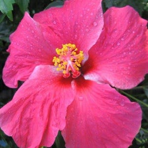 Versicolor Pinwheel Tropical Landscape Hibiscus Live Plant Heirloom Single Pink White Starter Sz 4 image 2