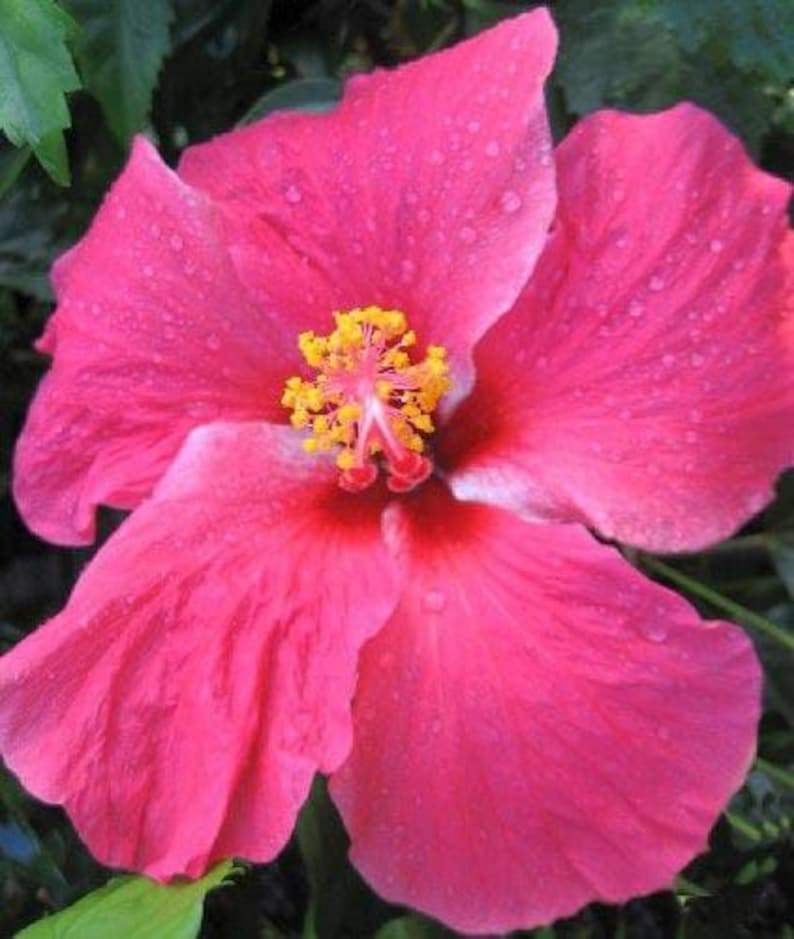 Versicolor Pinwheel Tropical Landscape Hibiscus Live Plant Heirloom Single Pink White Starter Sz 4 image 2