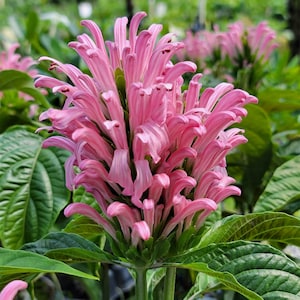 JUSTICIA PINK Brazilian Plume Jacobina Tropical Perennial Plant Flower Low Growing Shade Garden Starter Size