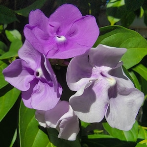 Yesterday Today Tomorrow  Brunfelsia Live Plant White Purple Flower 4 Inch Pot