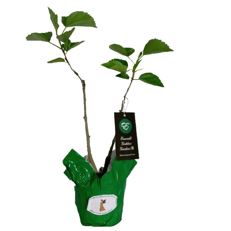 TANGERINE DREAM Tropical Hibiscus Live Plant Single Golden Etsy