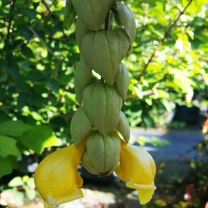 PARROTS BEAK Gmelina philippensis Unique Rare Tropical Green Yellow Flowering Live Shrub Tree Plant Starter Size 4 Inch Pot Emerald R image 1