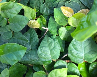 Ficus repens CREEPING FIG Low Growing Ground Cover Live Climbing Small Bronze Leaved Plan