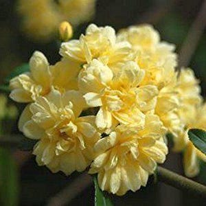 Lady Banks Old Garden Own Root Heirloom Climbing Rose Bush Plant Yellow Flower Starter Sz
