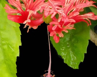 JAPANESE LANTERN Schizopetalus Hiibiscus Live Tropical Plant Rare Species Red Fringed Single Flower