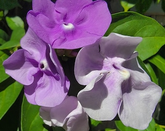 YESTERDAY TODAY TOMORROW Live Semi-Tropical Flowering Shrub Plant Purple White Lavender Spring Bloom