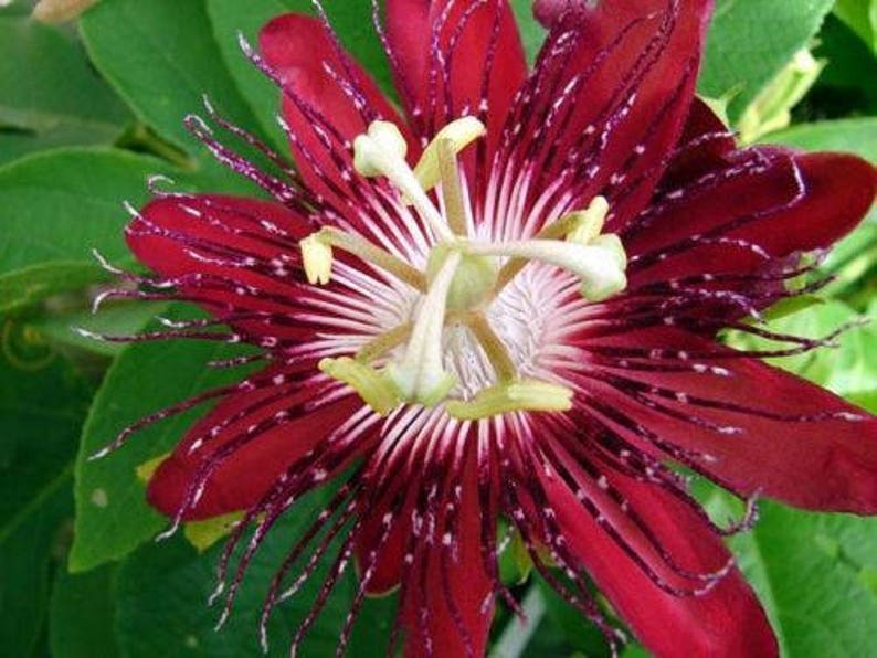 LADY MARGARET Red Burgundy Passion Flower Vine Fragrant Live Etsy