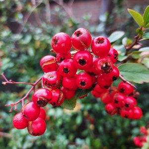 PYRACANTHA COCCINEA Scarlet Firethorn Live Plant Hedge Bonsai Espalier Red Berry White Flower Seasonal Color Starter Size