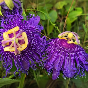 Incense Violet Purple Blue Passion Flower Vine Live Plant Passiflora Incarnata x cinnata Starter Size