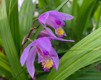 BLETILLA YOKOHAMA Kate Purple Yellow Ground Orchid Live Plant Fragrant Terrestrial Starter Size 4 Inch Pot Emeralds R