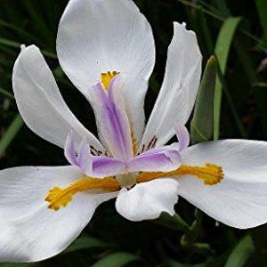 African Iris Japanese Plant Fortnight Lily Dietes iridioides White Blue 12-18" Tall