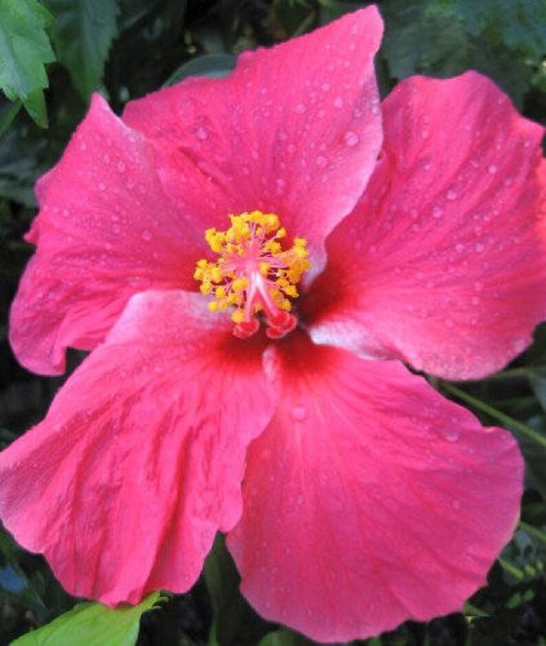 VERSICOLOR PINWHEEL Tropical Landscape Hibiscus Live Plant Heirloom Single Pink White Starter Size 4 Inch Pot Emerald TM image 2