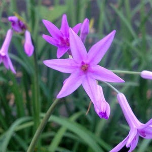 Society Garlic PURPLE Plant Clumping Lily-Like Ground Cover Border Plant Starter Size 4 Inch Pot