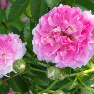 SEVEN SISTERS Old Garden Antique Heirloom Climbing Rambler Rose Bush