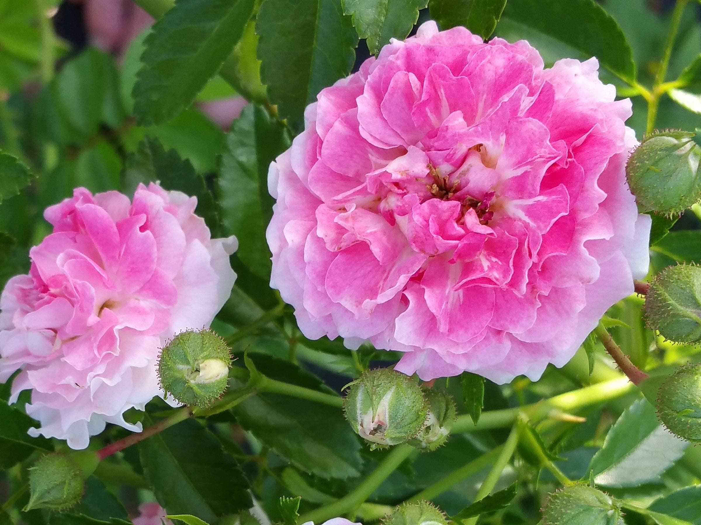 SEVEN SISTERS Old Garden Antique Heirloom Climbing Rambler Rose Bush