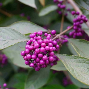 BEAUTY BERRY Issa Japanese Live Plant Purple Fruit Habitat Pollinator Bush 4 Inch Starter Size
