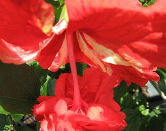Lions Tail RED Tropical Hibiscus Live Plant Rare Unusual Pom Pom Poodle Tail Flowe