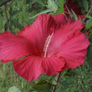 Lord Baltimore (Hibiscus moscheutos Heirloom Perennial Live Plant XL Deep Red Summer Bloom Starter Size 4