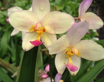 YELLOW Ground Orchid Plant Terrestrial Philippine Chinese Shade Garden